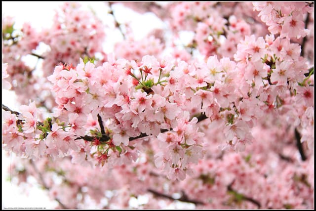 《遊記—新北淡水》2011天元宮賞櫻～霧裡看花？！