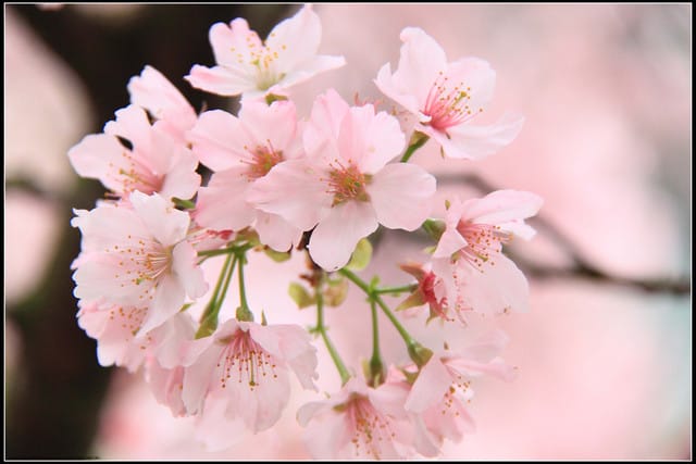 《遊記—新北淡水》2011天元宮賞櫻～霧裡看花？！