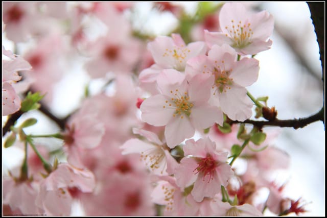 《遊記—新北淡水》2011天元宮賞櫻～霧裡看花？！