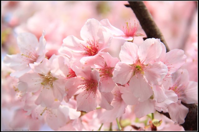 《遊記—新北淡水》2011天元宮賞櫻～霧裡看花？！