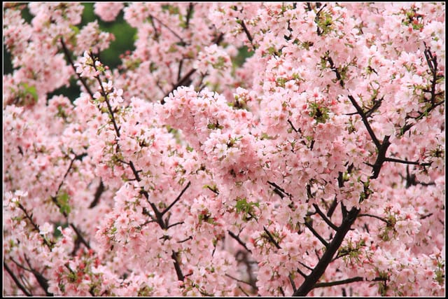 《遊記—新北淡水》2011天元宮賞櫻～霧裡看花？！