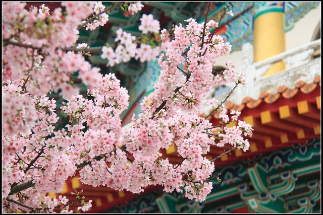 《遊記—新北淡水》2011天元宮賞櫻～霧裡看花？！