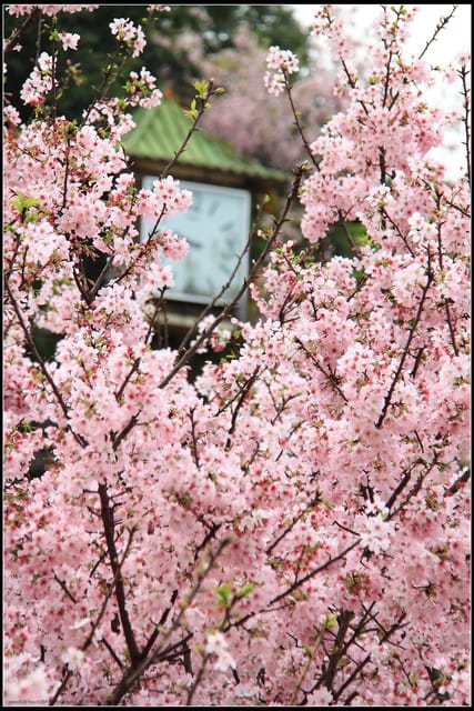 《遊記—新北淡水》2011天元宮賞櫻～霧裡看花？！