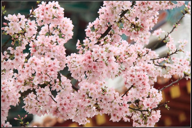 《遊記—新北淡水》2011天元宮賞櫻～霧裡看花？！