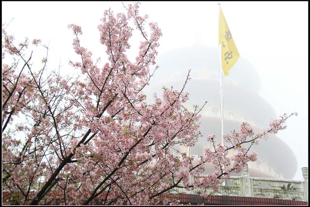 《遊記—新北淡水》2011天元宮賞櫻～霧裡看花？！