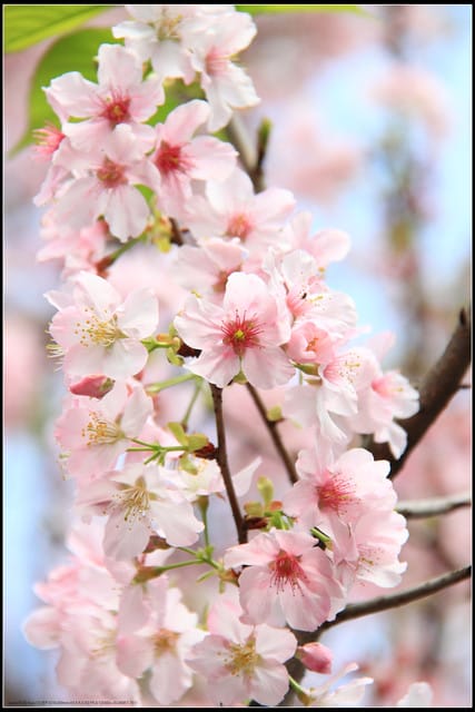 《遊記—新北淡水》2011天元宮賞櫻～霧裡看花？！