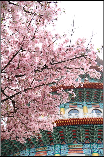 《遊記—新北淡水》2011天元宮賞櫻～霧裡看花？！