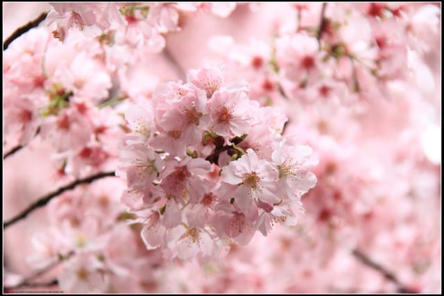 《遊記—新北淡水》2011天元宮賞櫻～霧裡看花？！