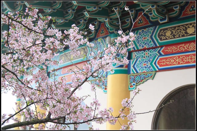 《遊記—新北淡水》2011天元宮賞櫻～霧裡看花？！