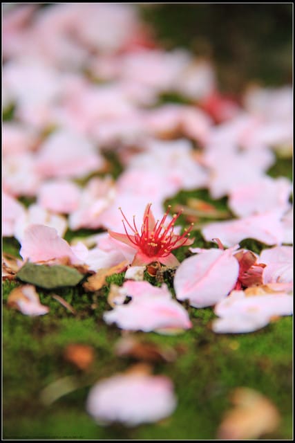 《遊記—新北淡水》2011天元宮賞櫻～霧裡看花？！