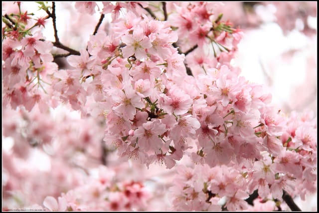 《遊記—新北淡水》2011天元宮賞櫻～霧裡看花？！