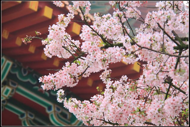 《遊記—新北淡水》2011天元宮賞櫻～霧裡看花？！