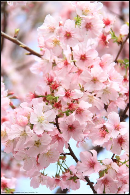 《遊記—新北淡水》2011天元宮賞櫻～霧裡看花？！