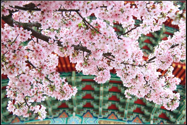 《遊記—新北淡水》2011天元宮賞櫻～霧裡看花？！