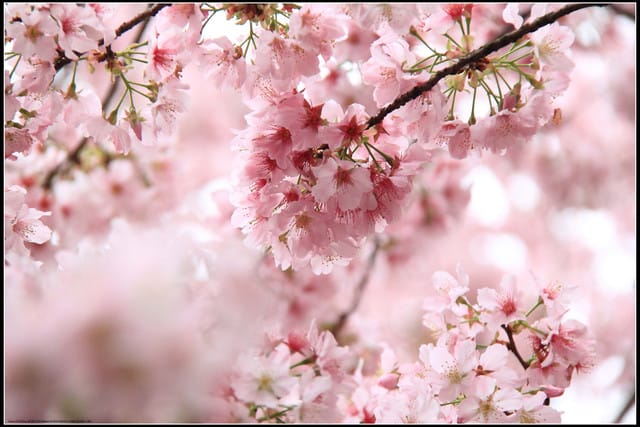 《遊記—新北淡水》2011天元宮賞櫻～霧裡看花？！