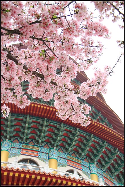 《遊記—新北淡水》2011天元宮賞櫻～霧裡看花？！