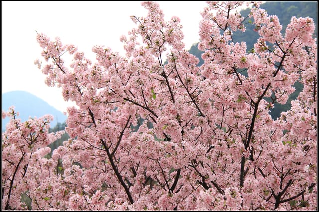 《遊記—新北淡水》2011天元宮賞櫻～霧裡看花？！