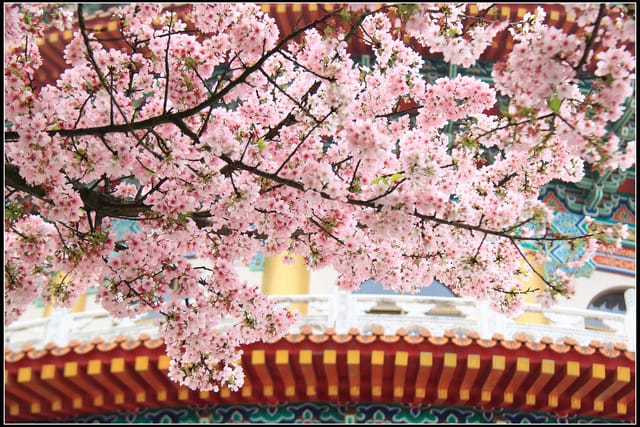 《遊記—新北淡水》2011天元宮賞櫻～霧裡看花？！