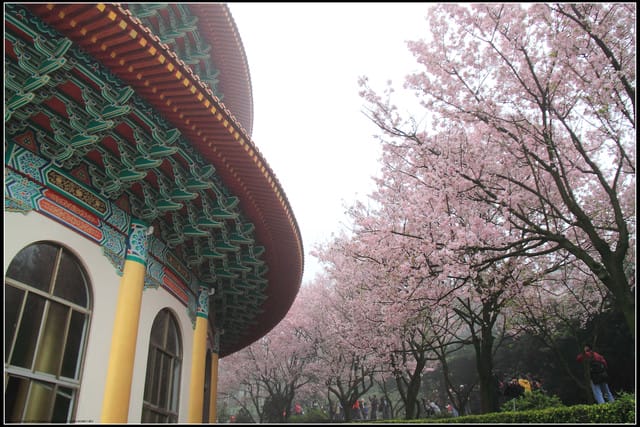 《遊記—新北淡水》2011天元宮賞櫻～霧裡看花？！