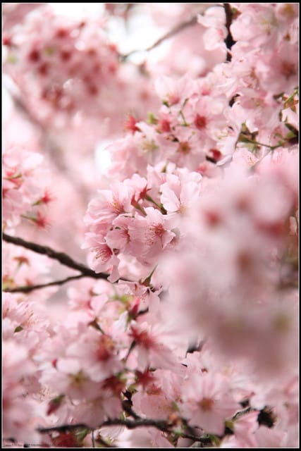 《遊記—新北淡水》2011天元宮賞櫻～霧裡看花？！