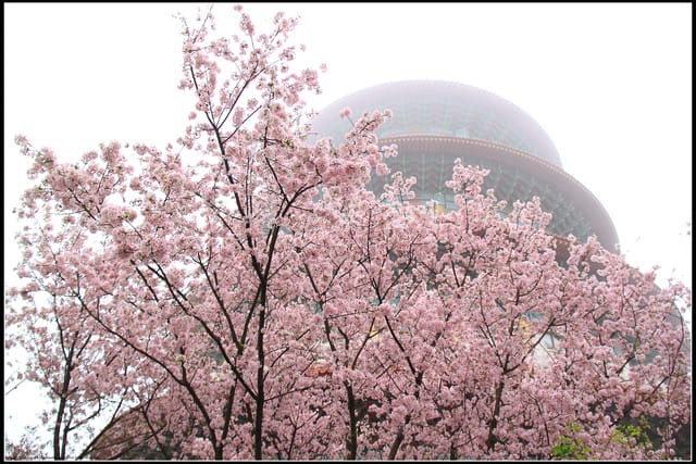 《遊記—新北淡水》2011天元宮賞櫻～霧裡看花？！