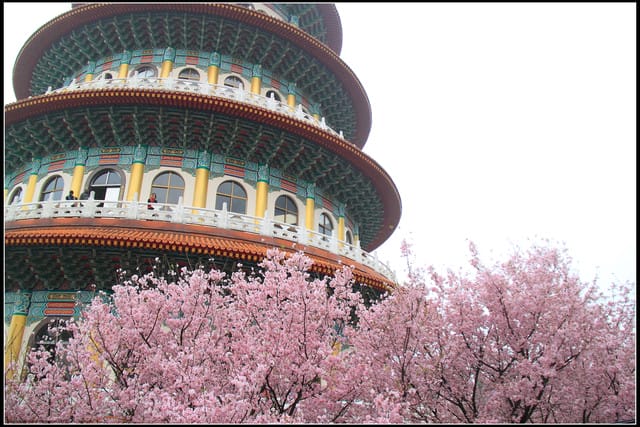 《遊記—新北淡水》2011天元宮賞櫻～霧裡看花？！