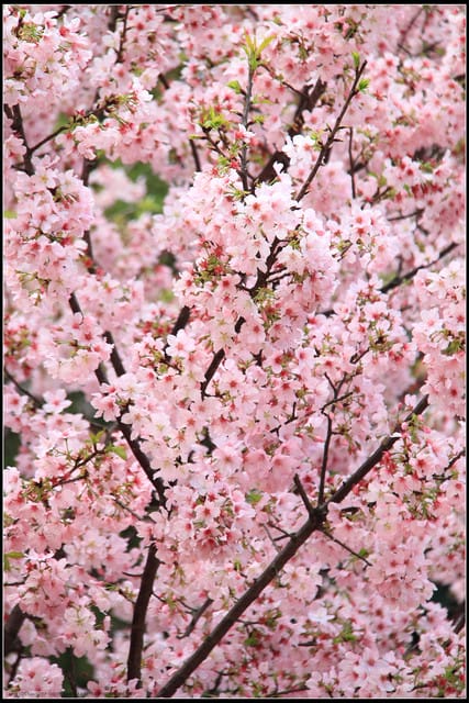 《遊記—新北淡水》2011天元宮賞櫻～霧裡看花？！