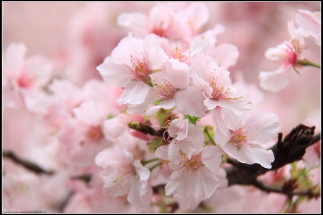 《遊記—新北淡水》2011天元宮賞櫻～霧裡看花？！