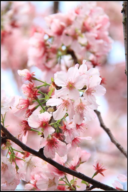 《遊記—新北淡水》2011天元宮賞櫻～霧裡看花？！