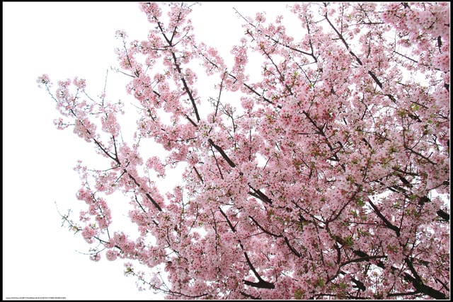 《遊記—新北淡水》2011天元宮賞櫻～霧裡看花？！