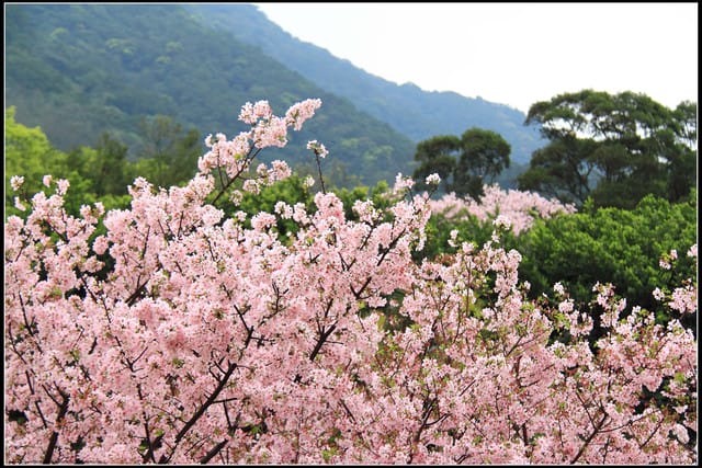 《遊記—新北淡水》2011天元宮賞櫻～霧裡看花？！