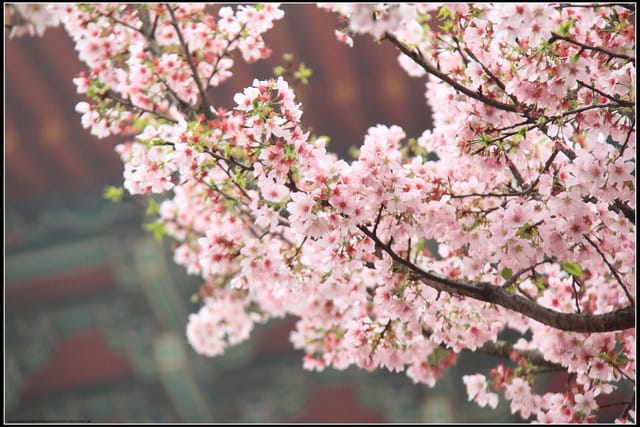 《遊記—新北淡水》2011天元宮賞櫻～霧裡看花？！