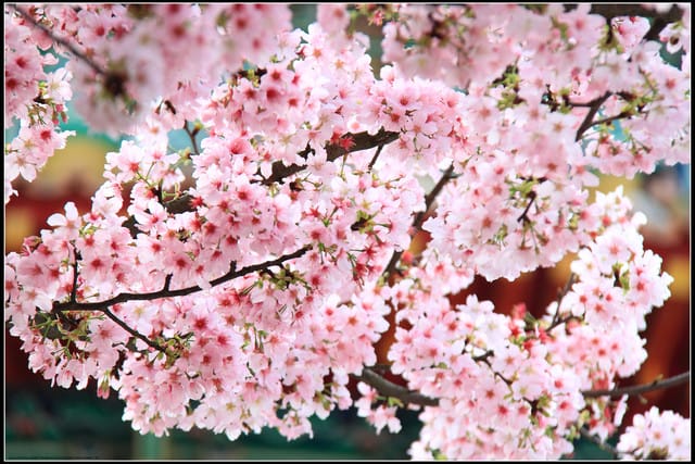 《遊記—新北淡水》2011天元宮賞櫻～霧裡看花？！