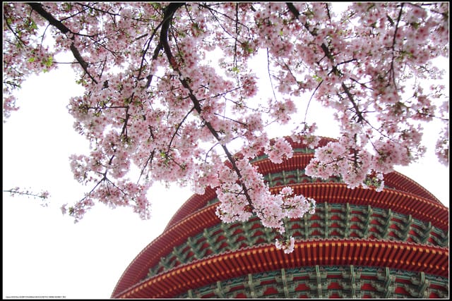 《遊記—新北淡水》2011天元宮賞櫻～霧裡看花？！