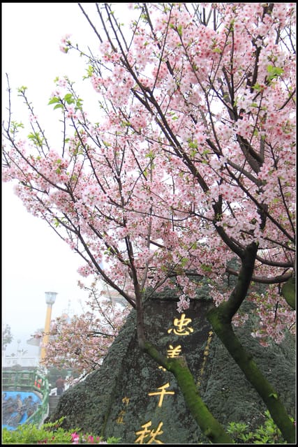 《遊記—新北淡水》2011天元宮賞櫻～霧裡看花？！