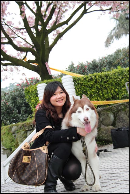 《遊記—新北淡水》2011天元宮賞櫻～霧裡看花？！