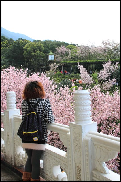 《遊記—新北淡水》2011天元宮賞櫻～霧裡看花？！