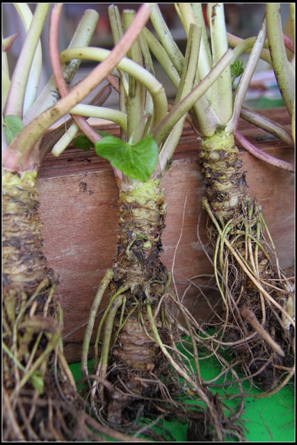 《遊記—嘉義》阿里山二日遊～奮起湖