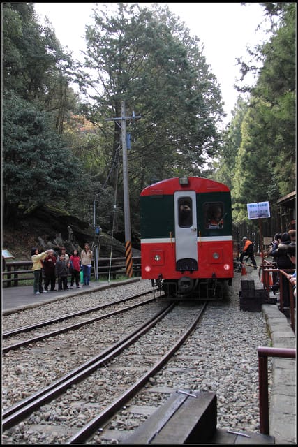 《遊記—嘉義》阿里山二日遊～巨木群景觀步道