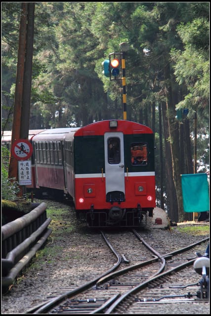 《遊記—嘉義》阿里山二日遊～巨木群景觀步道