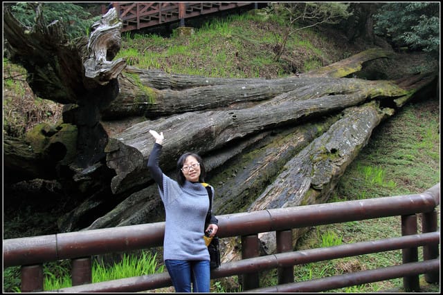《遊記—嘉義》阿里山二日遊～巨木群景觀步道