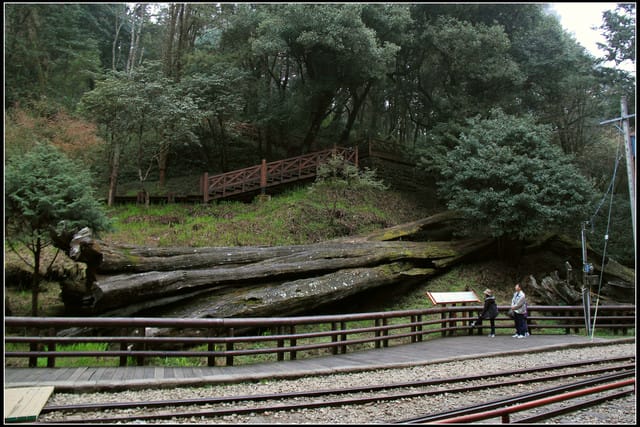 《遊記—嘉義》阿里山二日遊～巨木群景觀步道