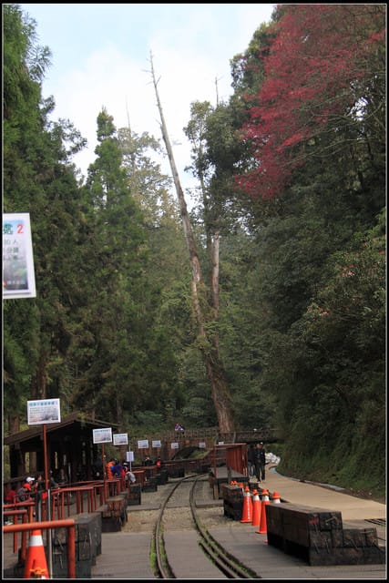 《遊記—嘉義》阿里山二日遊～巨木群景觀步道