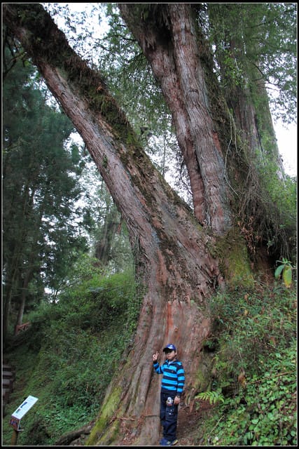 《遊記—嘉義》阿里山二日遊～巨木群景觀步道
