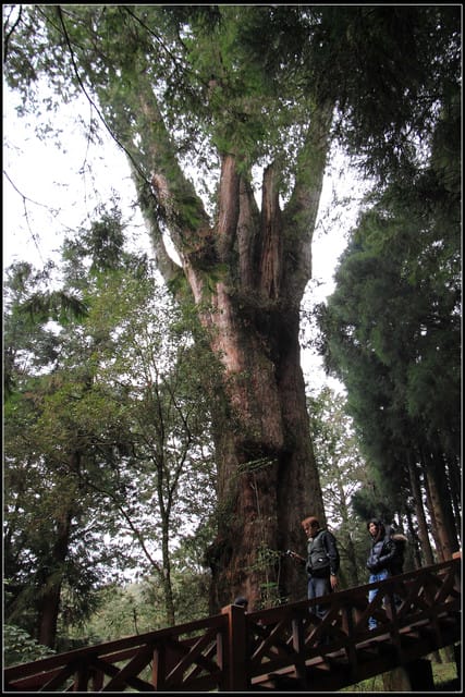 《遊記—嘉義》阿里山二日遊～巨木群景觀步道
