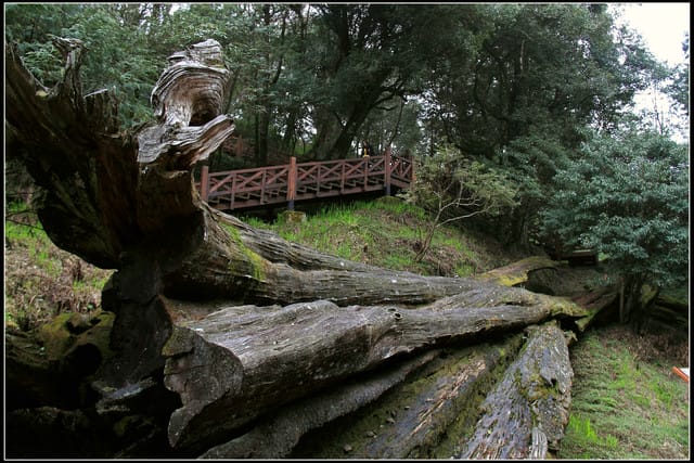 《遊記—嘉義》阿里山二日遊～巨木群景觀步道