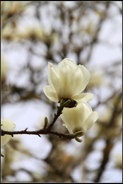 《遊記—嘉義》阿里山二日遊～巨木群景觀步道