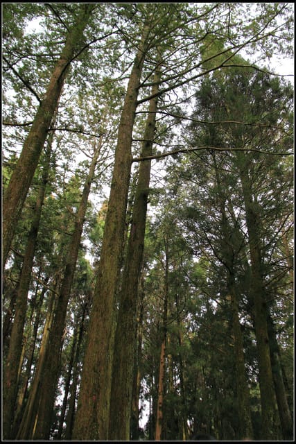 《遊記—嘉義》阿里山二日遊～巨木群景觀步道