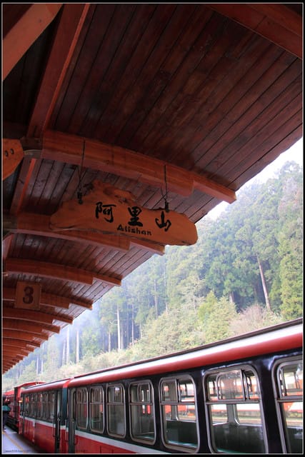 《遊記—嘉義》阿里山二日遊～巨木群景觀步道