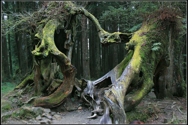 《遊記—嘉義》阿里山二日遊～巨木群景觀步道